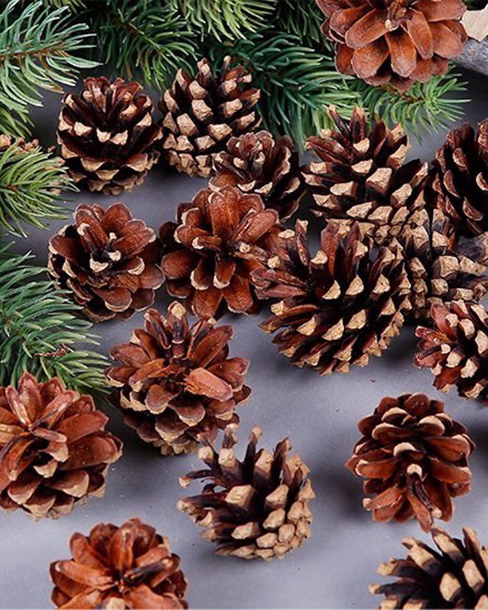 Natural Pine Cones 18pcs
