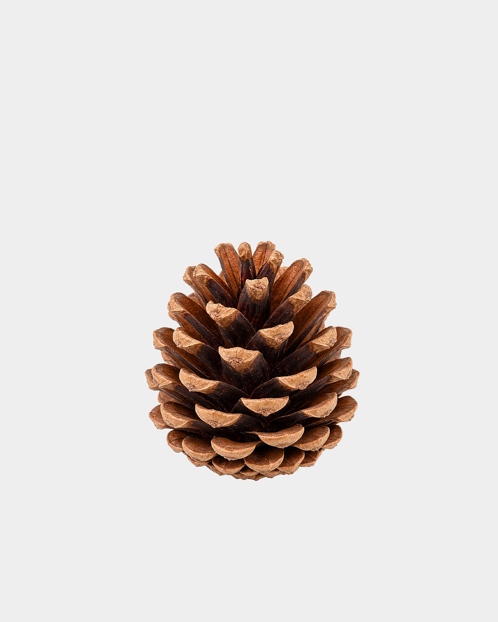 Natural Pine Cones 18pcs